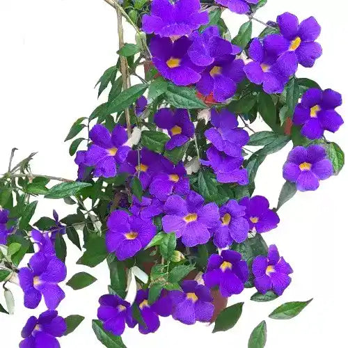 Thunbergia Erecta Violet flowering plant