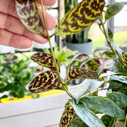 Lipstick Tiger Plant