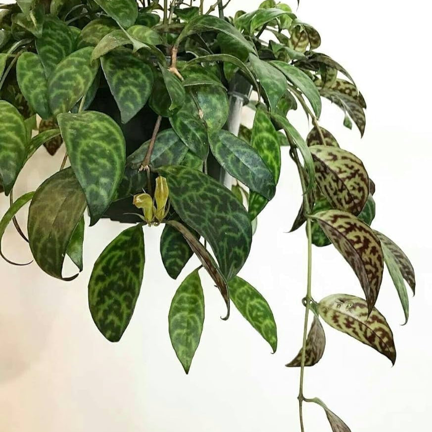 Lipstick Tiger Plant