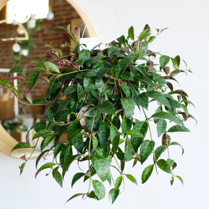 Lipstick Tiger Plant