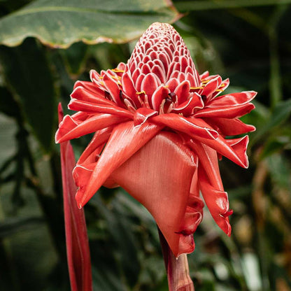Torch Ginger