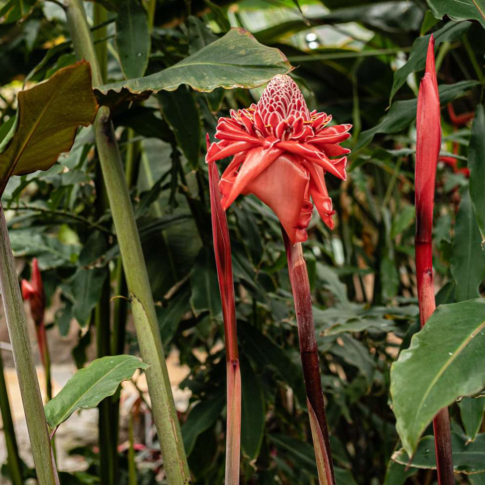 Torch Ginger