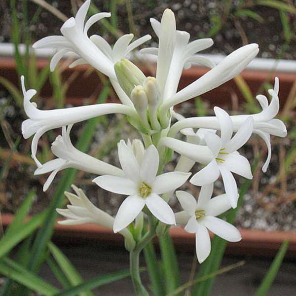 Tube Rose Polianthes, Rajanigandha Fragrant flower plant Tuber