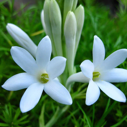 Tube Rose Polianthes, Rajanigandha Fragrant flower plant Tuber