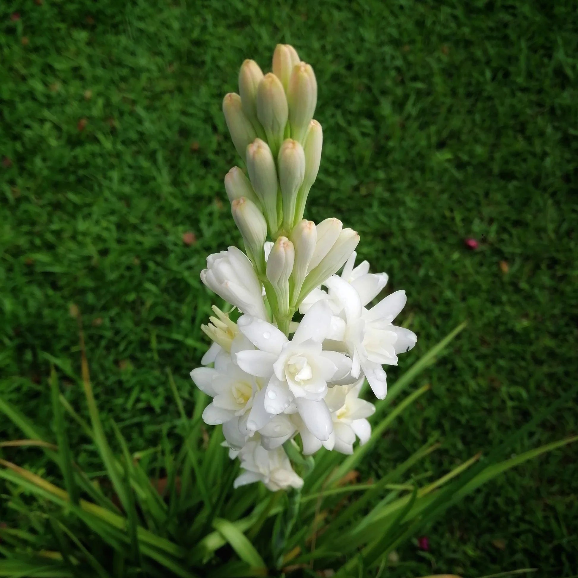 Tube Rose Polianthes, Rajanigandha Fragrant flower plant Tuber