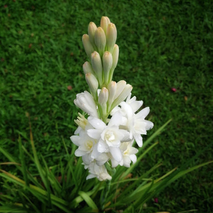 Tube Rose Polianthes, Rajanigandha Fragrant flower plant Tuber
