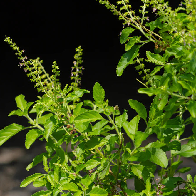 Thulasi / Indian Basil