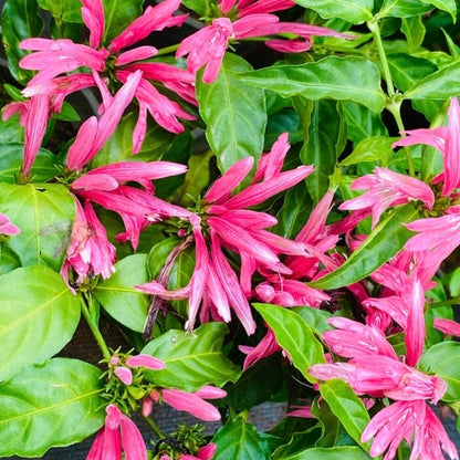 Justicia carnea- Brazilian Plume flower, Flamingo flower, Jacobina