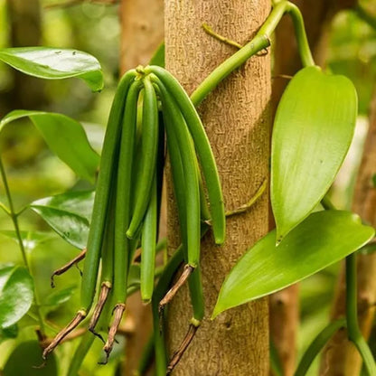 Vanilla Spice plant