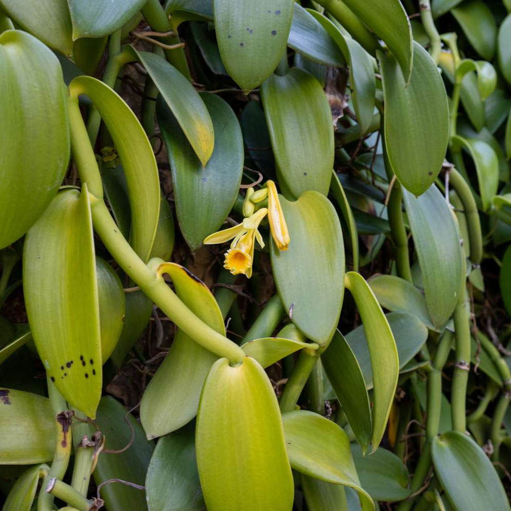 Vanilla Spice plant