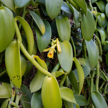 Vanilla Spice plant