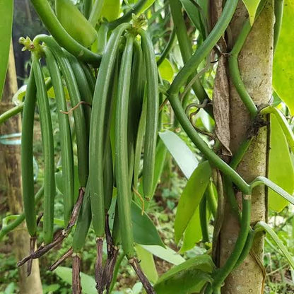 Vanilla Spice plant