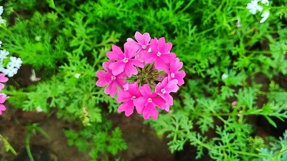 Verbena Pink flowering plant