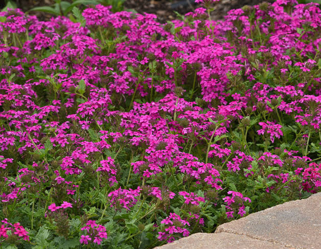 Verbena Pink flowering plant