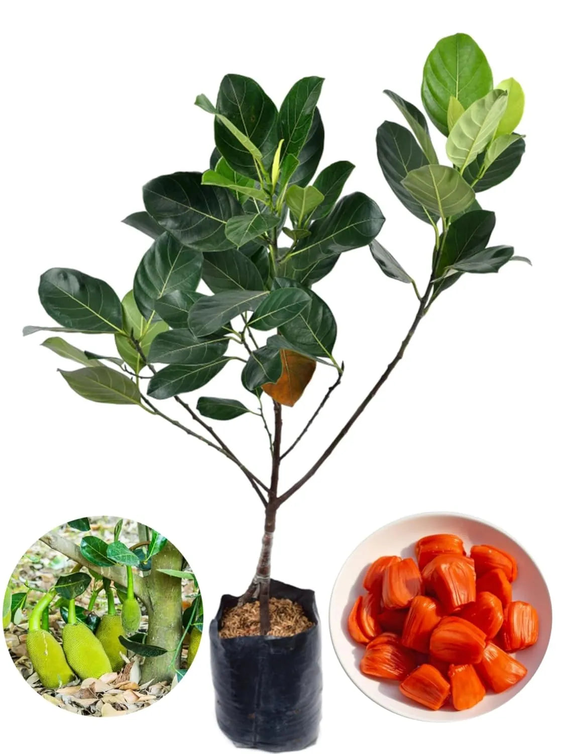 Vietnam Red Jack Grafted Plant