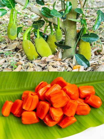 Vietnam Red Jack Grafted Plant