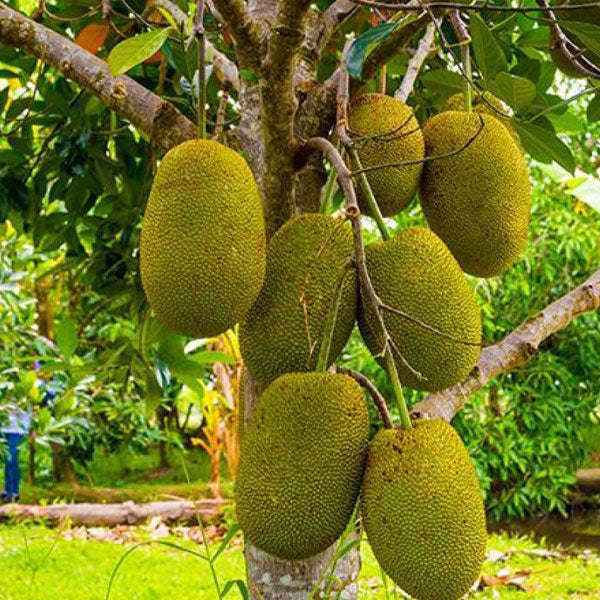 Vietnam Super Early Jackfruit Plant