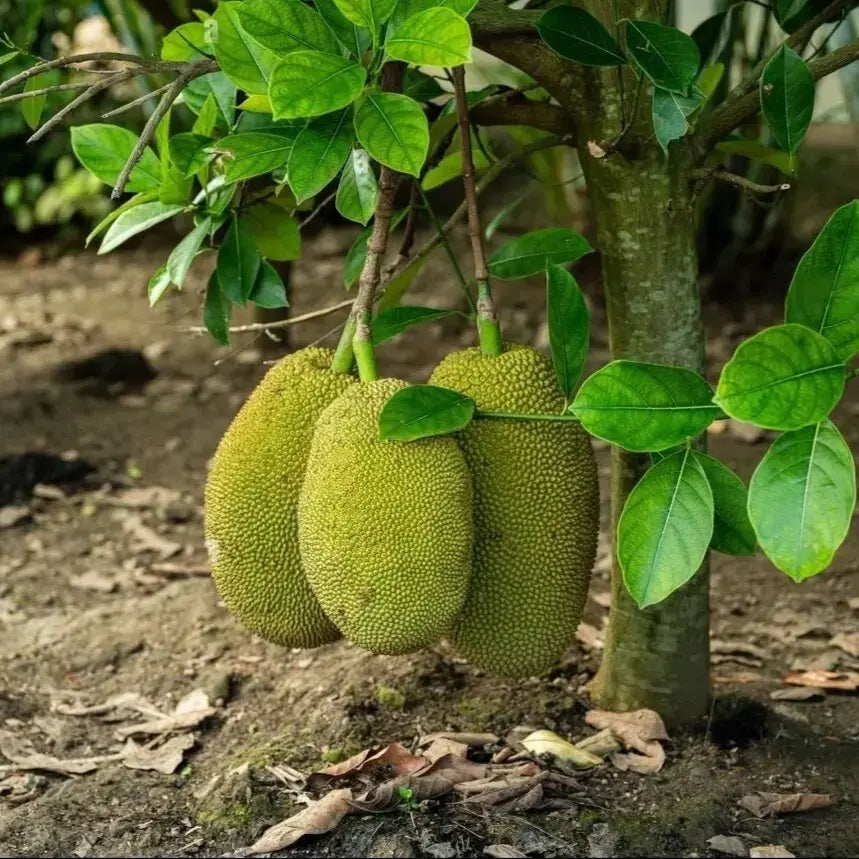 Vietnam Super Early Jackfruit Plant