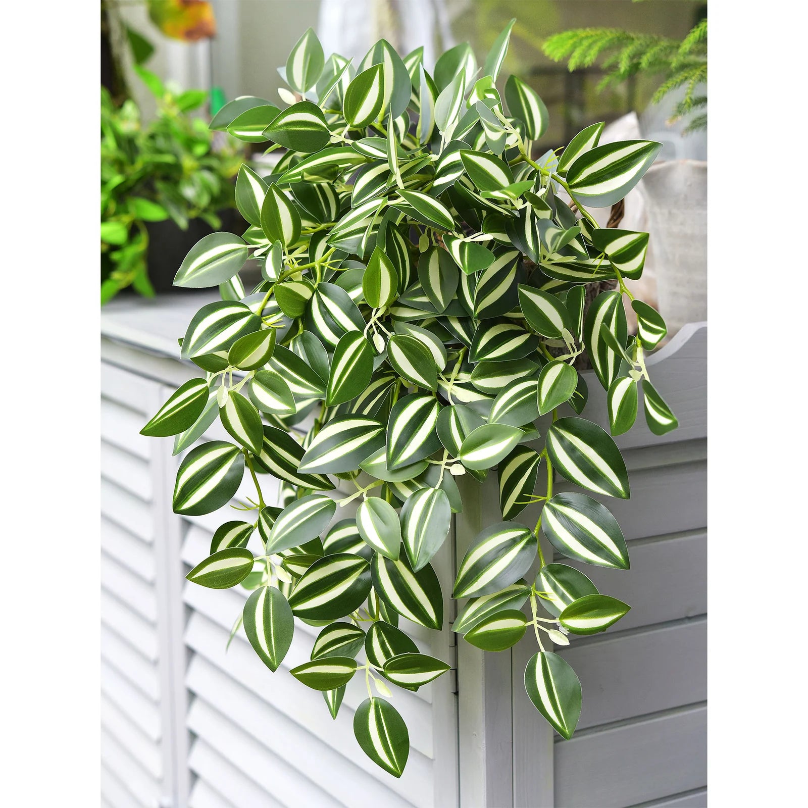 Wandering Jew White