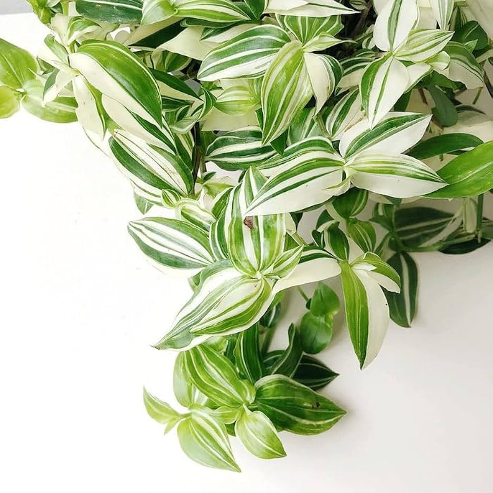 Wandering Jew White