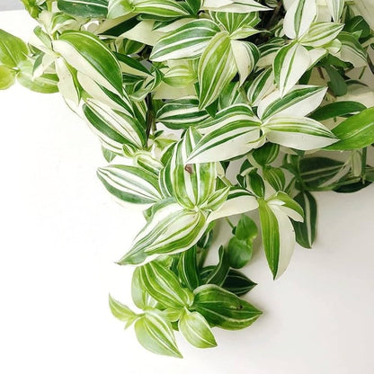 Wandering Jew White
