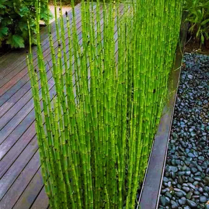 Water Bamboo