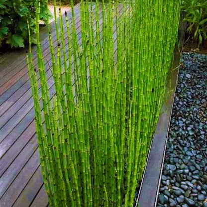 Water Bamboo