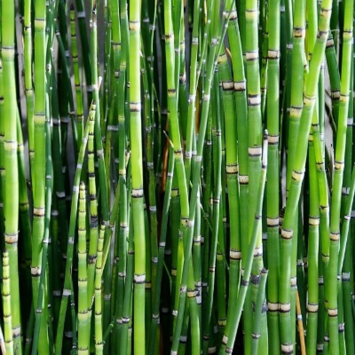Water Bamboo