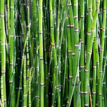 Water Bamboo