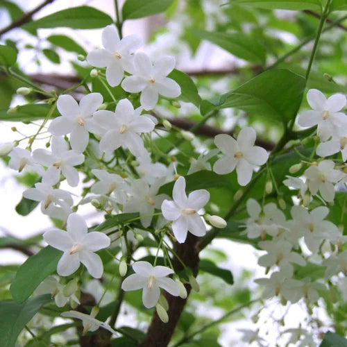 Water Jasmine