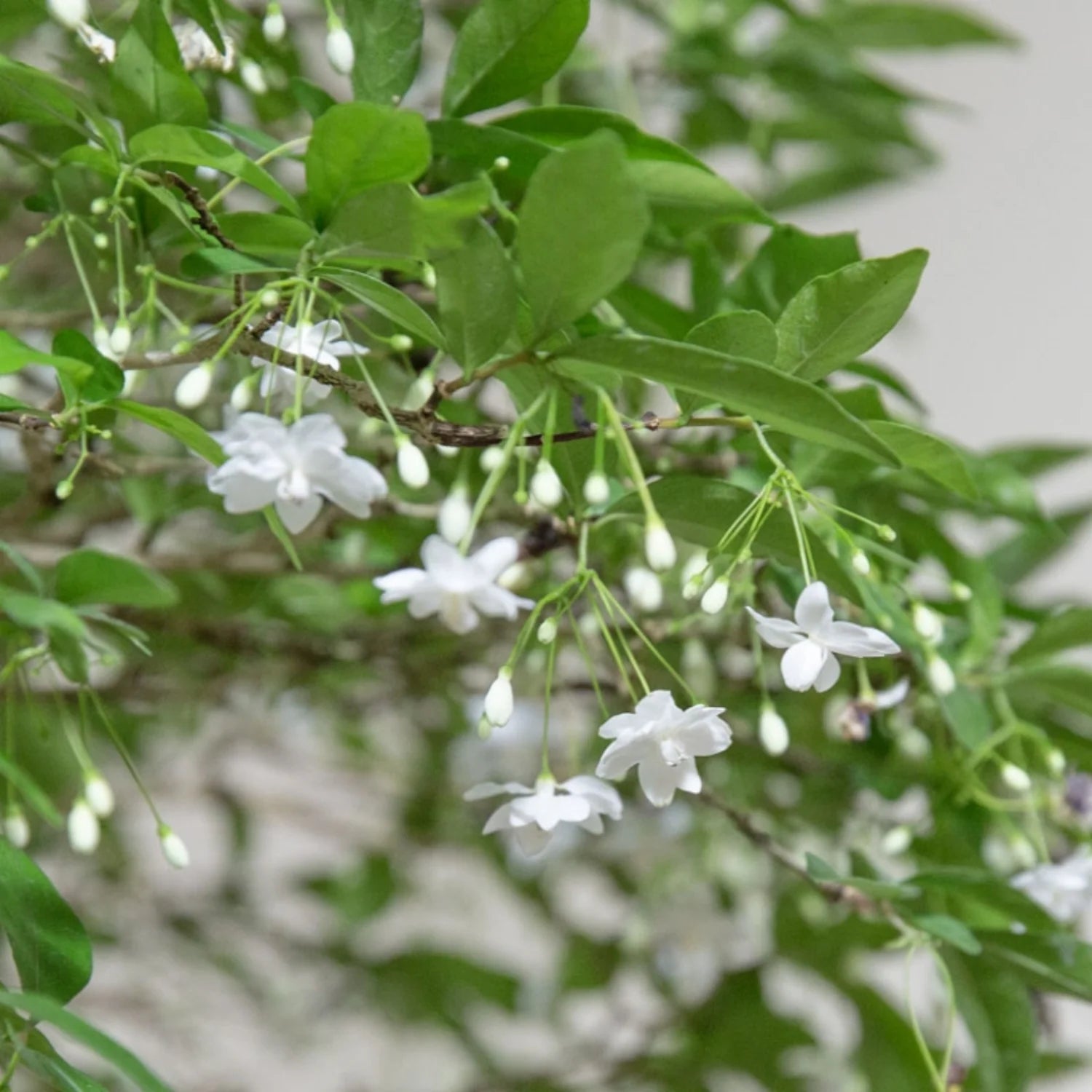 Water Jasmine