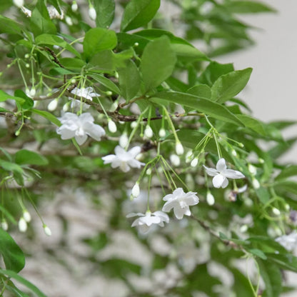 Water Jasmine