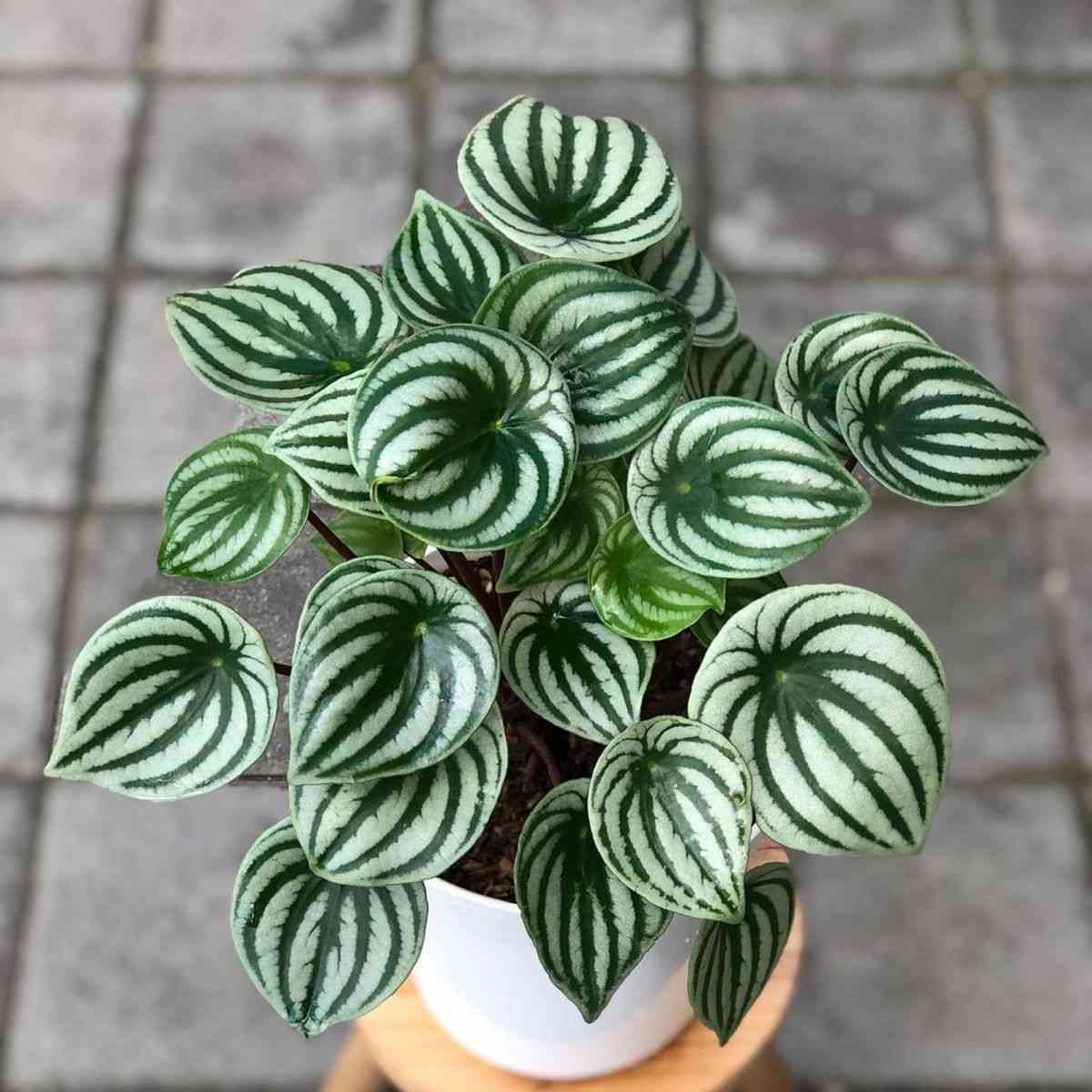 Watermelon Peperomia – Wayanadan Touch Garden