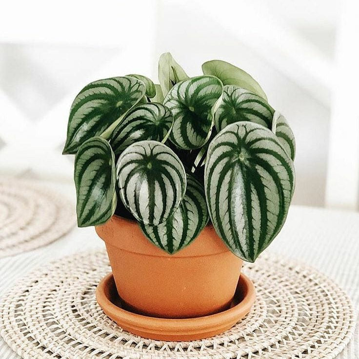 Watermelon Peperomia