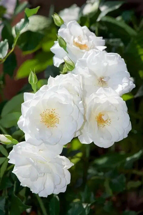 Creeping Rose(Climbing Rose) White
