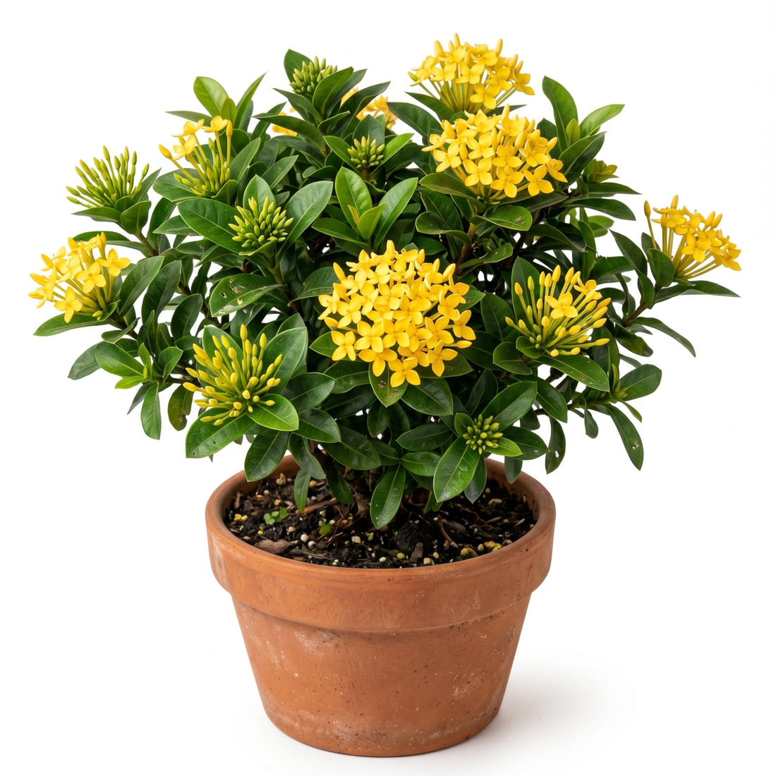 Ixora Hybrid Yellow (Thechi /Chethi)- Miniature Ixora