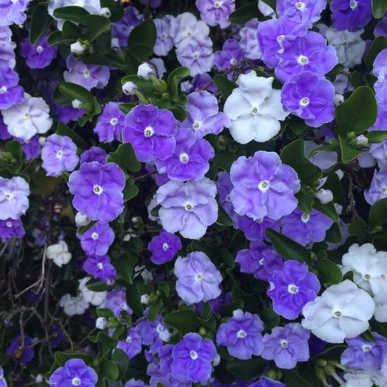 Yesterday Today Tomorrow(Hybrid)