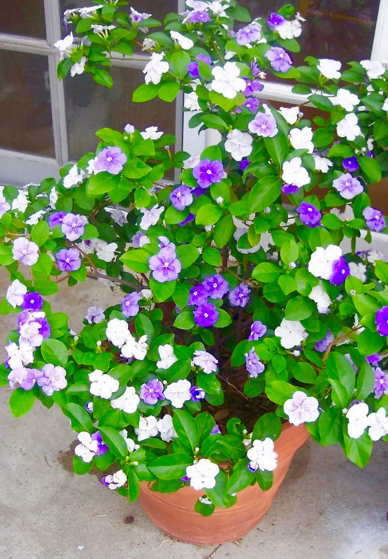 Yesterday Today Tomorrow Nadan Mother Plant- Fragrant flowers
