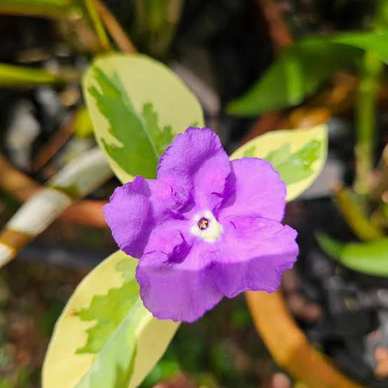 Yesterday Today Tomorrow(Variegated)