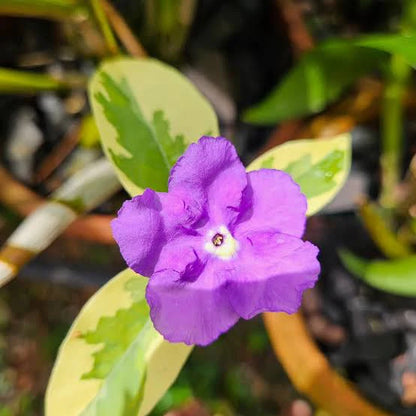 Yesterday Today Tomorrow(Variegated)