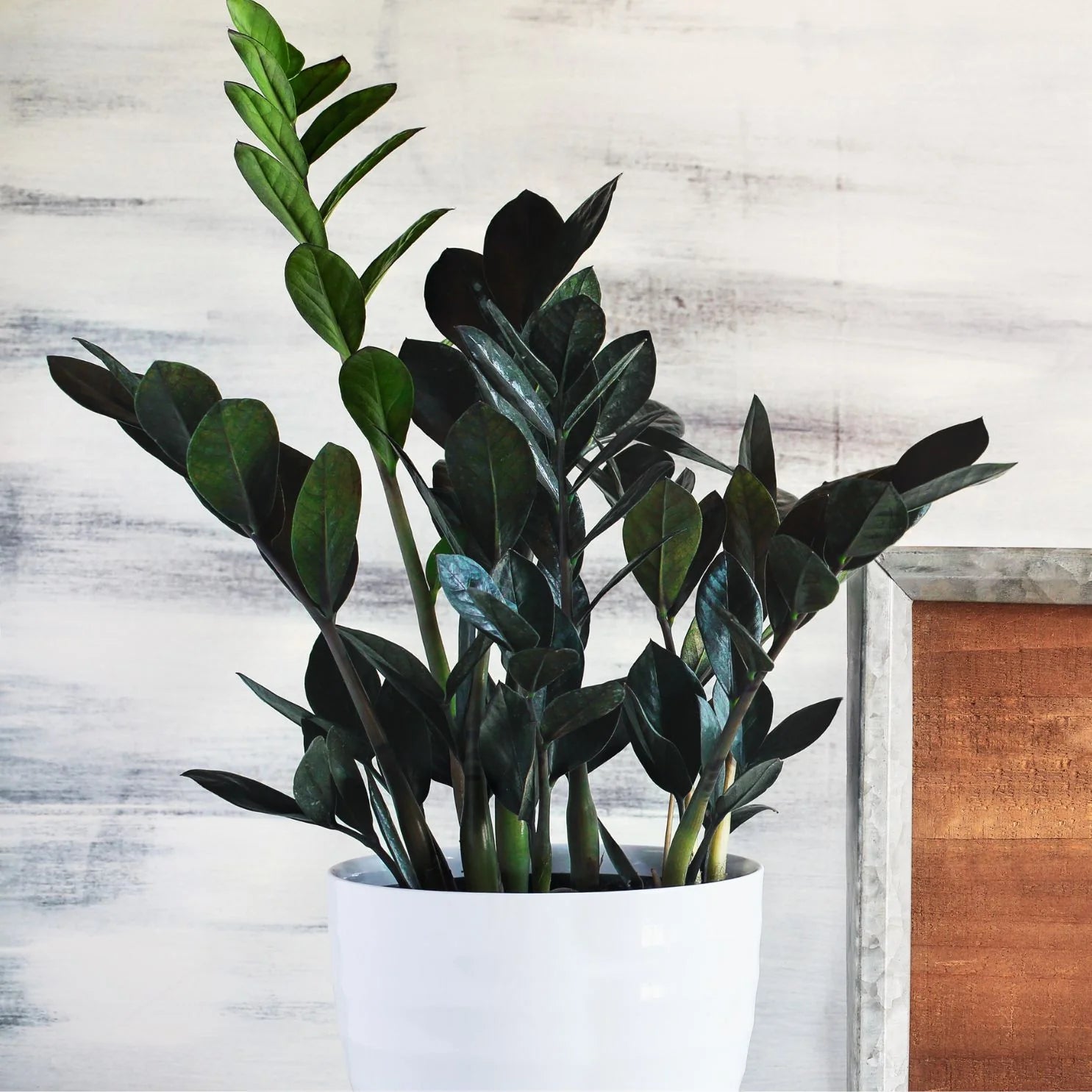 ZZ Plant(CC Plant) Green