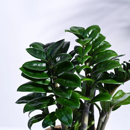 twisting stem of zz plant ZZ Plant Twisted Green