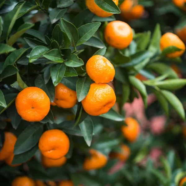 Bush Orange