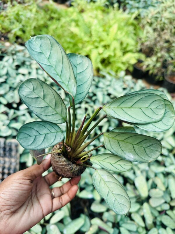 Calathea