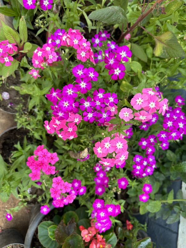 Phlox Seeds Mixed Colors