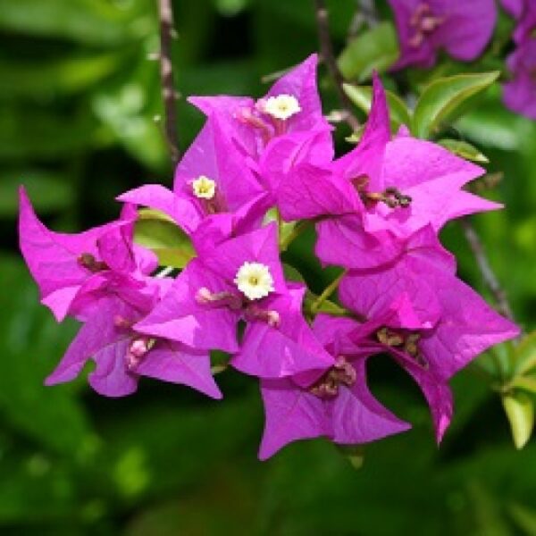 Bougainville Pink