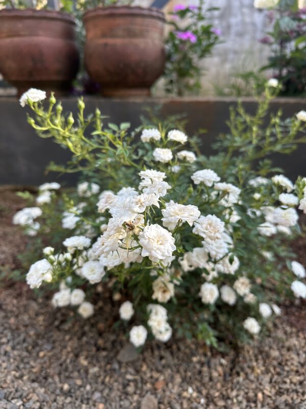 Persian White Rose Ownrooted