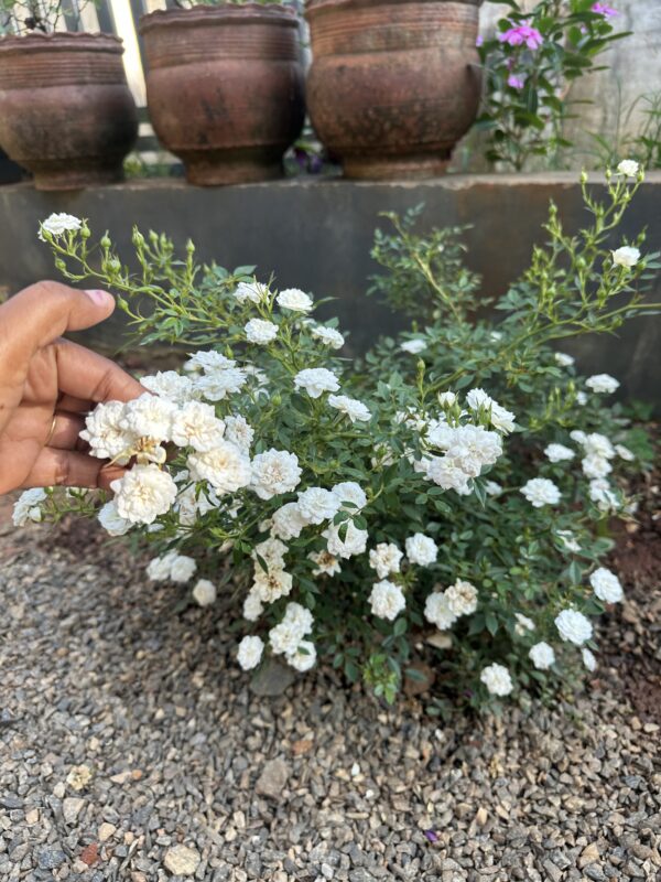 Persian White Miniature Rose