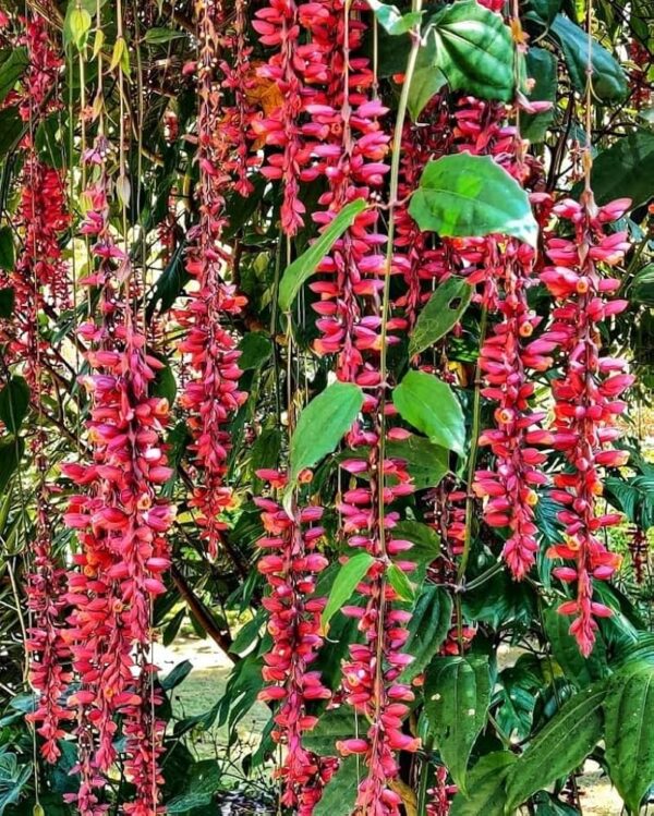 Ladies Shoe Creeper (Thunbergia Coccinea)