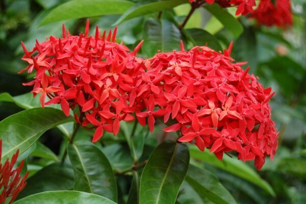 Thechi/Chethi(Ixora) Red Nadan